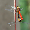 Scarlet skimmer