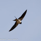 Barn Swallow; Golondrina Común