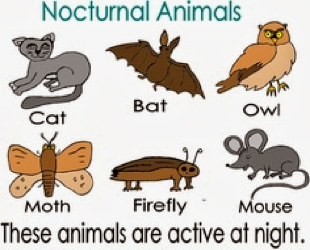 Nocturnal Animals (Complete Nocturnal Animals)