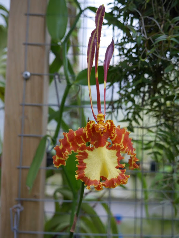 Psychopsis Mariposa?  P1060745