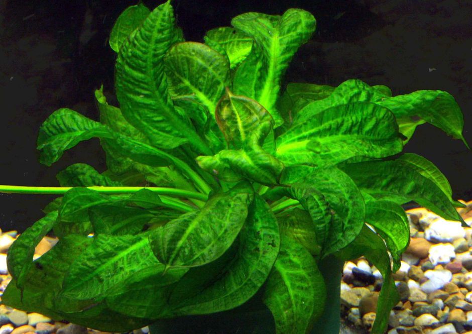 Эхинодорус мелкоцветный (Echinodorus parviflorus)