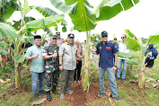 Diinisiasi Pj Gubernur Sulsel, Pisang Cavendish di Tanam Saat Kemarau di Tamarunang Gowa 4 Bulan Lagi Dipanen