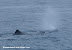 Blowing sperm whale