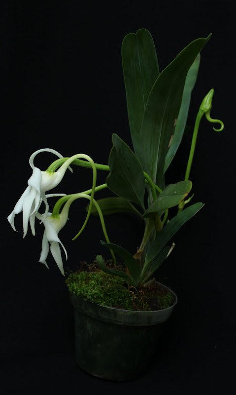 Angraecum magdalenae IMG_1952