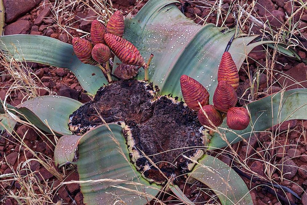 welwitschia-mirablilis-9