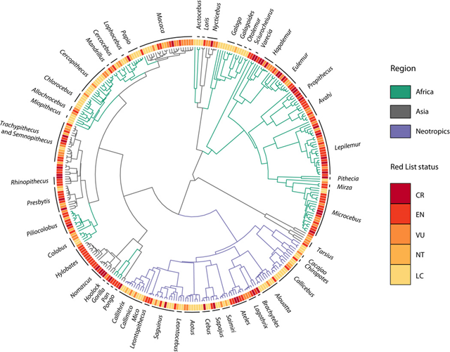 Phylogenetic signal as a predictor of extinction risk in the world’s primates. Distribution of threat values (IUCN Red List categories) for 340 primate species. Representative genera labeled. After taxonomic updates, our working phylogeny included 350 of the 367 species considered in the molecular supertree (73), of which 340 are not Data Deficient. Closely related species are more likely to have the same threat status than species taken randomly from the phylogeny [D = 0.31; P (D < 1) < 0.001], supporting a strong phylogenetic signal (see Supplementary Text for details of methodology). Data for Africa include Madagascar. IUCN Red List Categories: CR (Critically Endangered), EN (Endangered), VU (Vulnerable), NT (Near Threatened), and LC (Least Concern). Graphic: Estrada, et al., 2017 / Science Advances