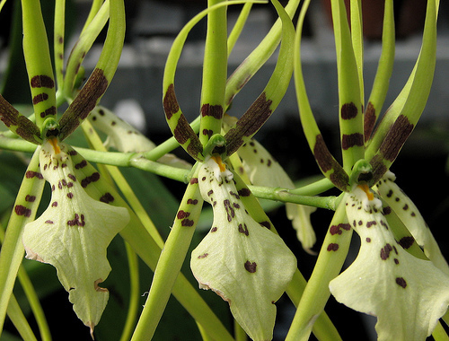 image%252520brassia%252520maculata%25252