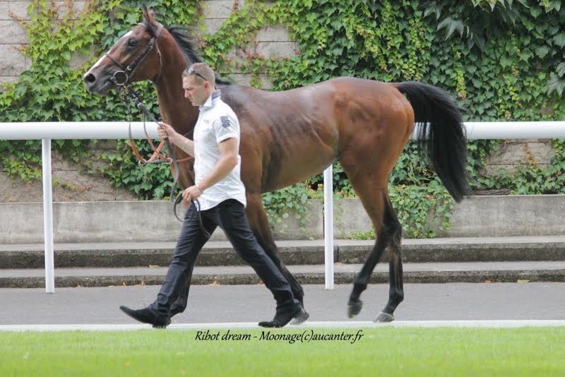 Photos Maisons-Laffitte 5-07-2015 IMG_2172