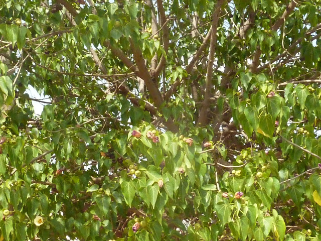 Arbre du Sénégal !!! P1030262