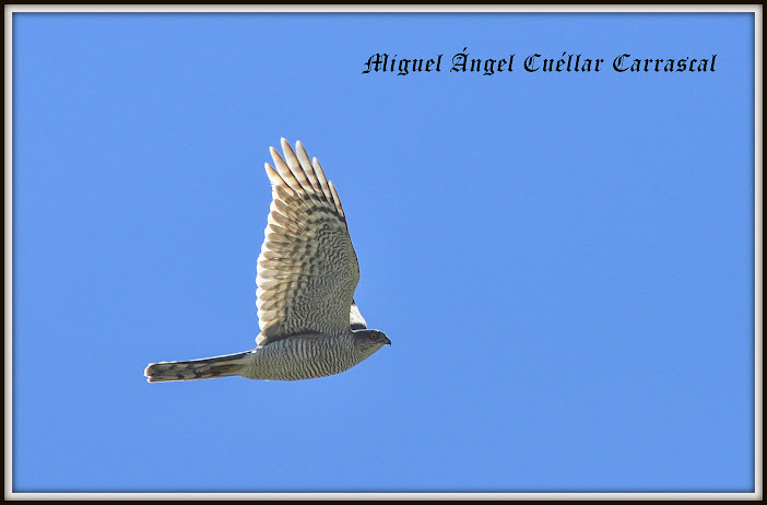 Excursiones para ver pájaros, primer trimestre de 2015. Grupo Local de Sevilla de SEO/BirdLife.