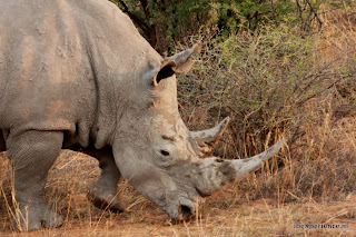 Botswana Khama Rhino Sanctuary