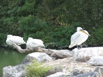 2018.08.25-065 pélicans frisés