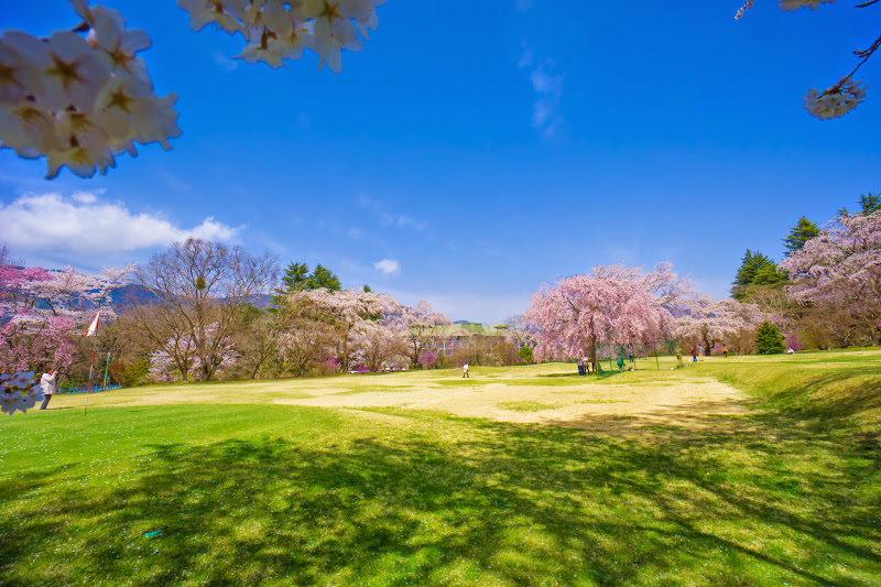 富士ビューホテル　桜　写真9