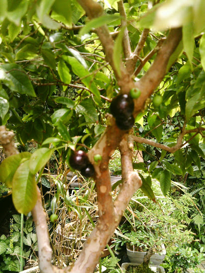 Jaboticaba... - Página 2 IMAG0023