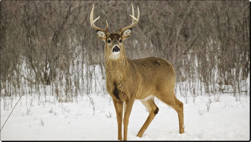 White-Tailed Deer, Kentucky (1).jpg