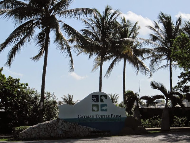GRAN CAYMAN - DISNEYWORLD, PLAYAS DE FLORIDA Y NAVEGANDO POR EL CARIBE (4)