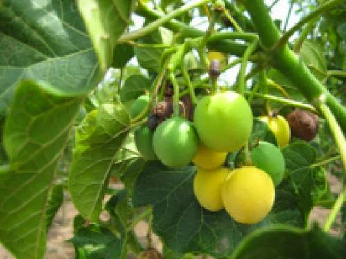 New Fao Report On Jatropha