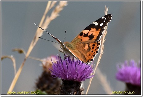 Bempton Cliffs RSPB - August