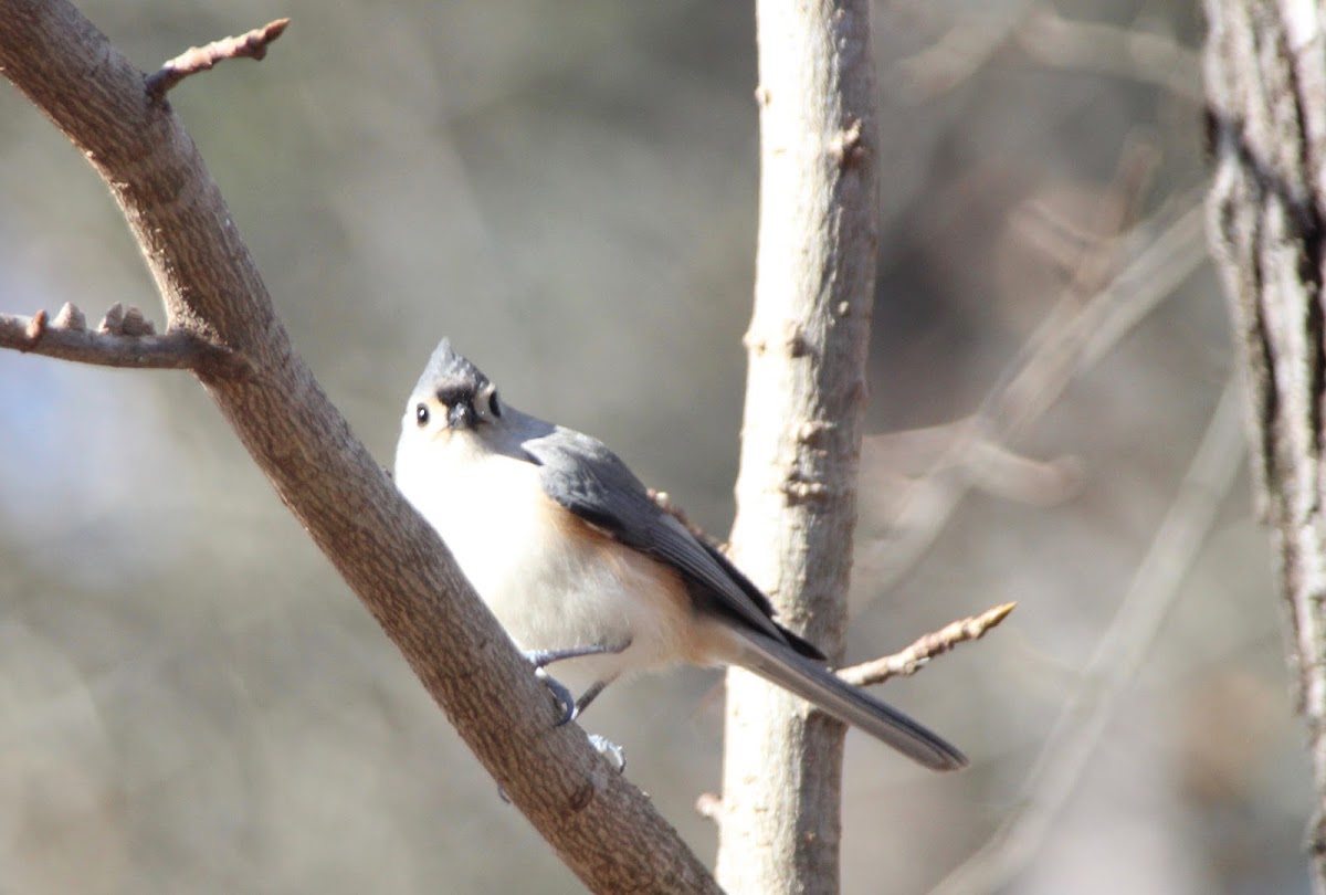 Tufted Titmouse