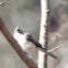 Tufted Titmouse