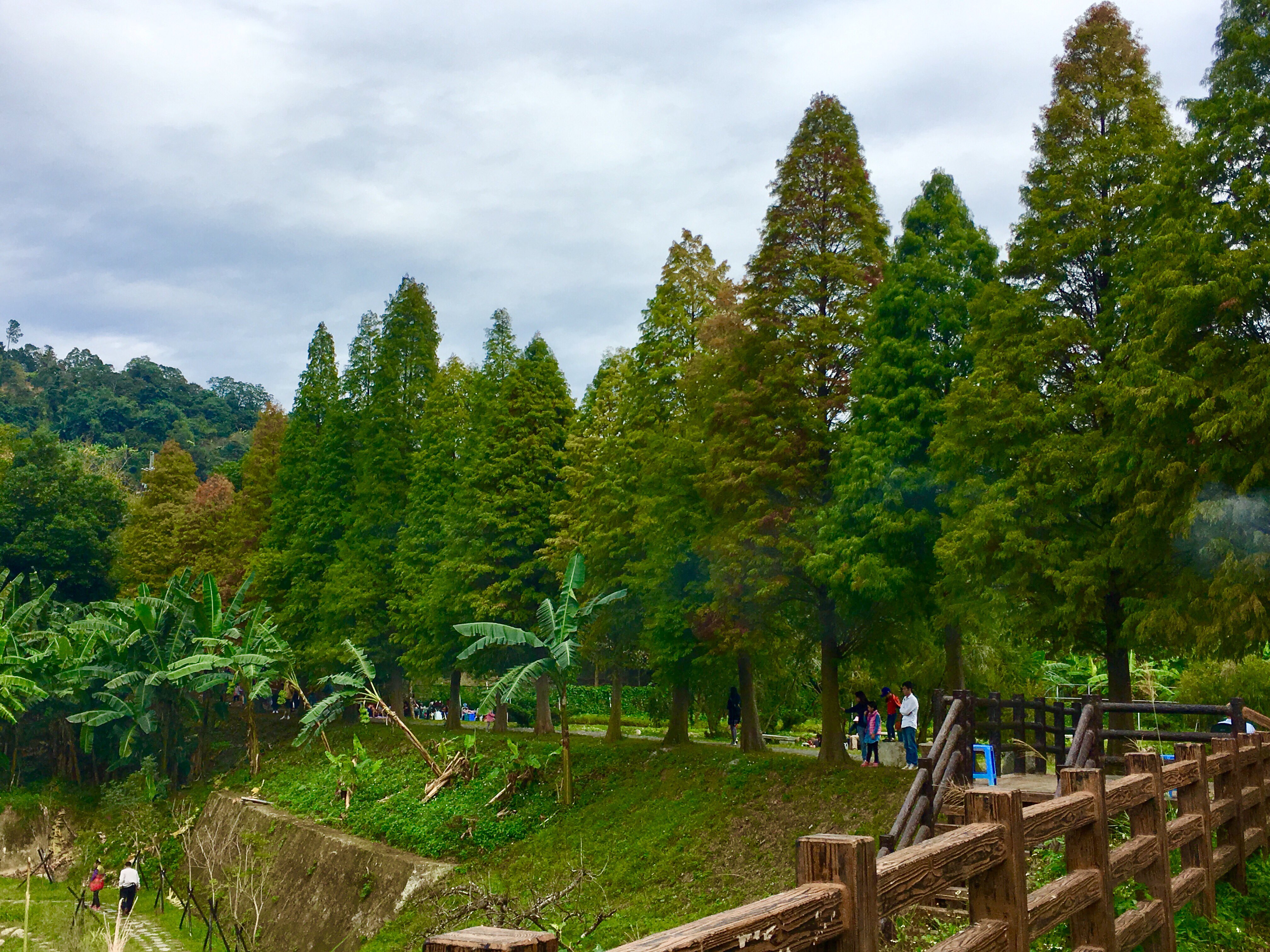 beipu, bald cypress, hsinchu, Taiwan