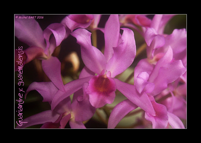 Guarianthe Guatemalensis Guarianthe_guatemalensis2