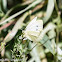 Small White