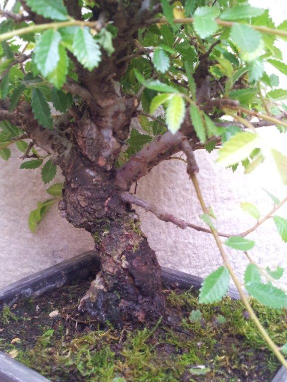 My first Cork bark elm IMG_20130510_171256