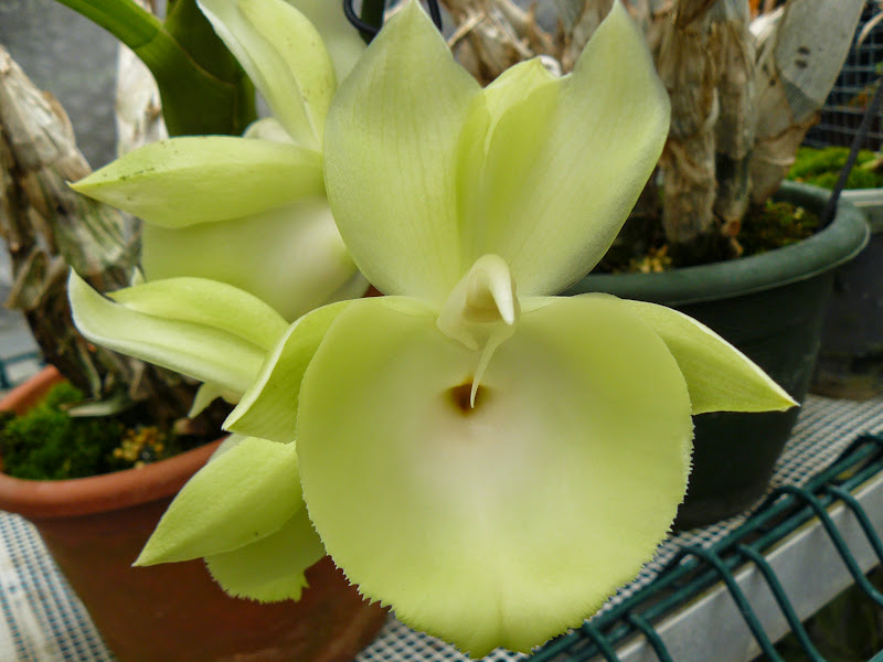 Catasetum pileatum P1050277