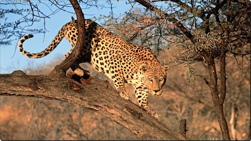 A Decending Leopard, Namibia, Africa.jpg