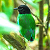 Hooded Pitta