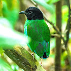 Hooded Pitta