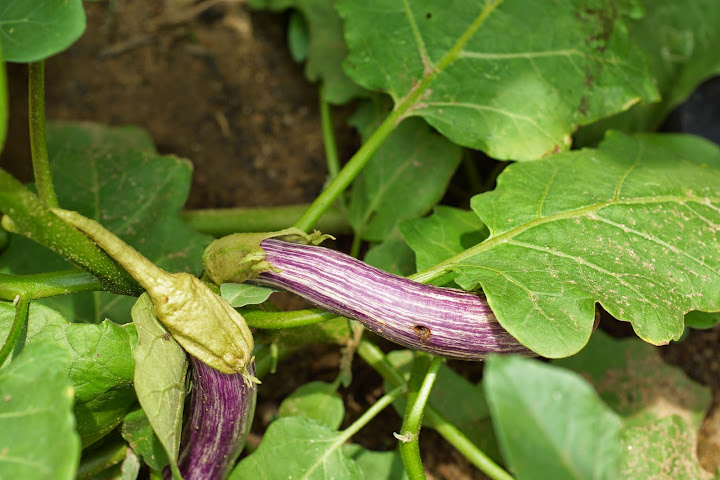 Шри-Ланка: на машине 1 100 км,  фото без комментариев, март-апрель 2013г.