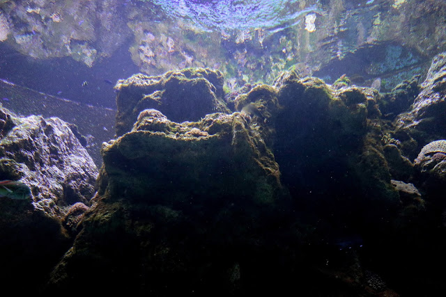 桃園 青埔 親子景點  Xpark 水族館 企鵝 水母 水豚君