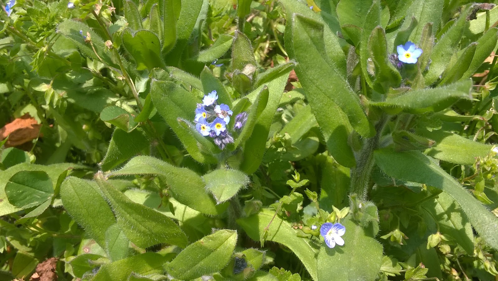 Myosotis Asiatica Efloraofindia