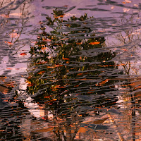 Albero in piscina.