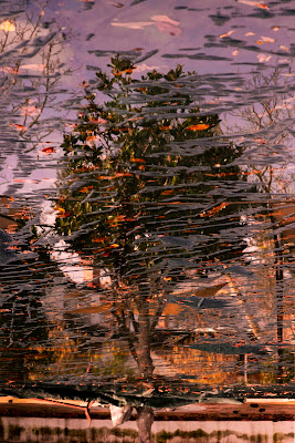 Albero in piscina.