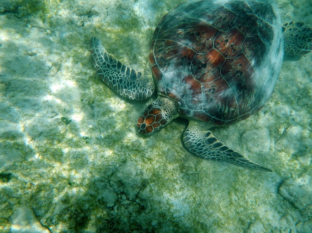 Tortues vertes à Mayotte DSCN1155