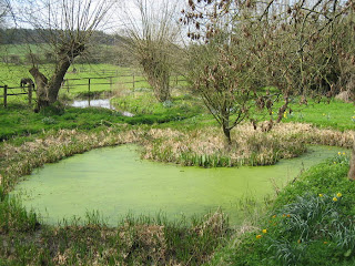 walk 14 pond 