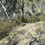 Pallaibo and Sawpit Tracks high on the western side of Sawpit Creek valley (298724)