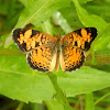 Pearl Crescent Butterfly