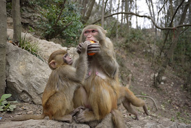 monkey kid again trying to take fruit