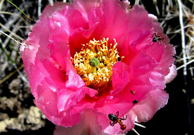 Prickly Pear Cactus