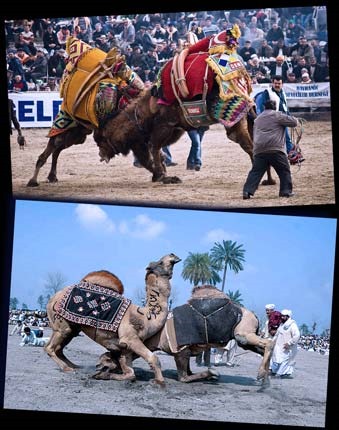 Camel wrestling