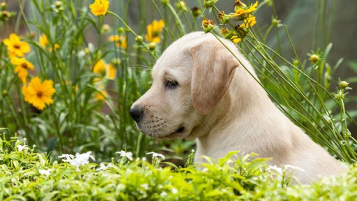 dog-training photo:dog trainer 