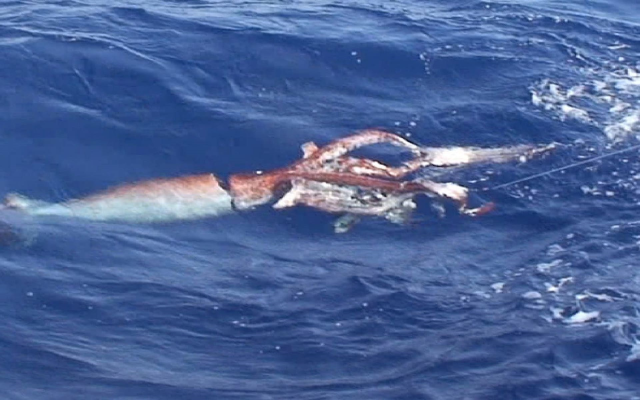 A giant squid off the Ogasawara Islands, south of Tokyo. Photo: KOJI SASAHARA / AP