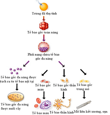 Sử dụng tế bào gốc trong điều trị Parkinson (2)