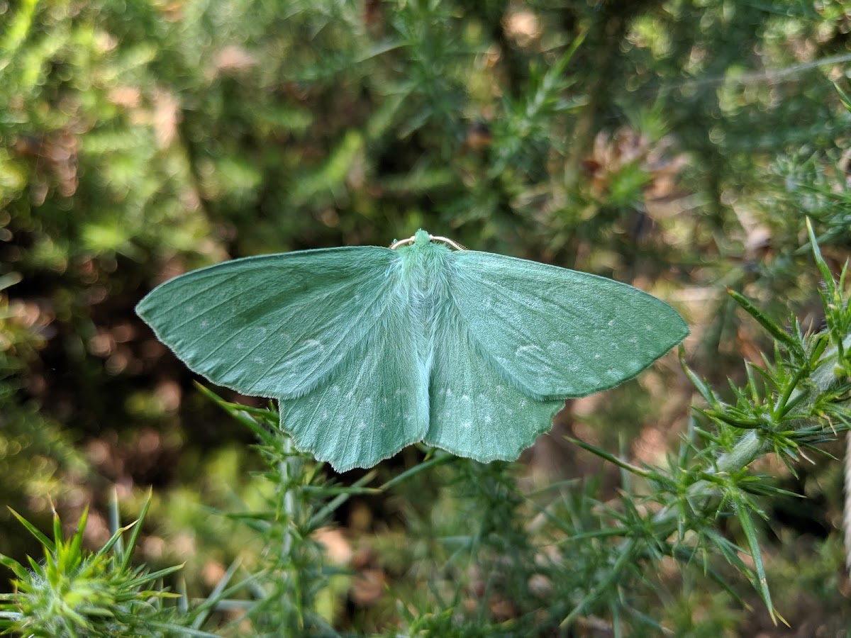 Large Emerald