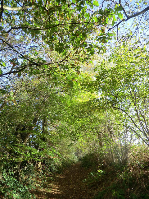 CIMG5612 Through Burrs Wood