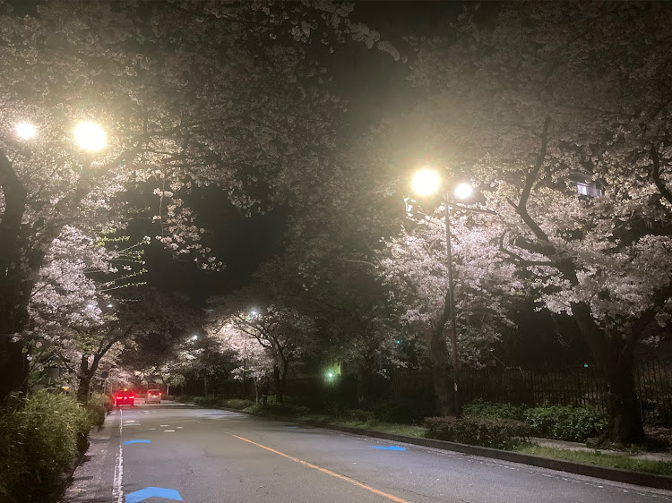 レジェンドの桜とコラボ・夜桜・桜坂・深夜徘徊・セダンは美しいに関するカスタム事例の投稿画像4枚目